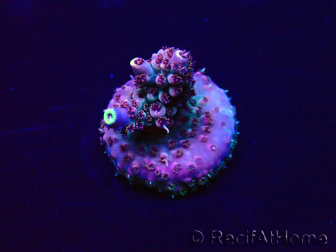 WYSIWYG Acropora Mariculture acclimated LED