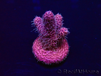 WYSIWYG Acropora Marikultur akklimatisiert LED