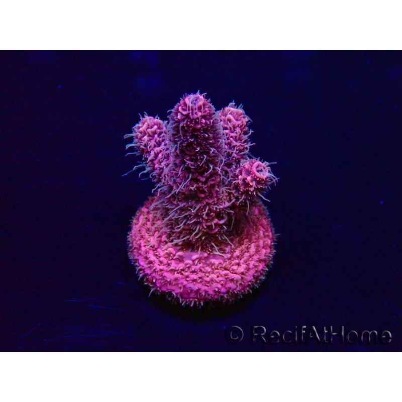 WYSIWYG Acropora Marikultur akklimatisiert LED