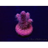 WYSIWYG Acropora millepora 15I1 Mariculture acclimaté led