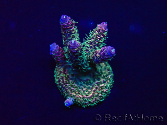 WYSIWYG Acropora millepora Mariculture acclimaté led