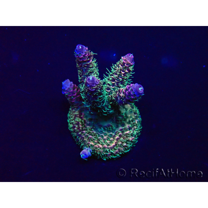 WYSIWYG Acropora millepora Mariculture acclimaté led