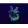 WYSIWYG Acropora millepora 15I5 Mariculture acclimaté led
