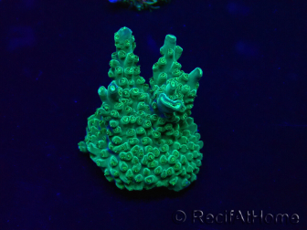 WYSIWYG Acropora 15I7 Maricultura acclimatata a led