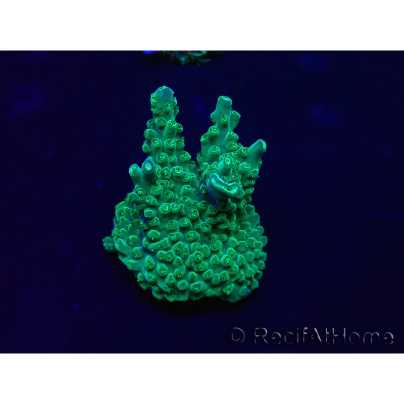 WYSIWYG Acropora 15I7 Mariculture acclimated LED