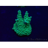 WYSIWYG Acropora 15I7 Maricultura aclimatada led