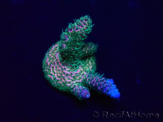WYSIWYG Acropora millepora 15I9 Mariculture acclimaté led