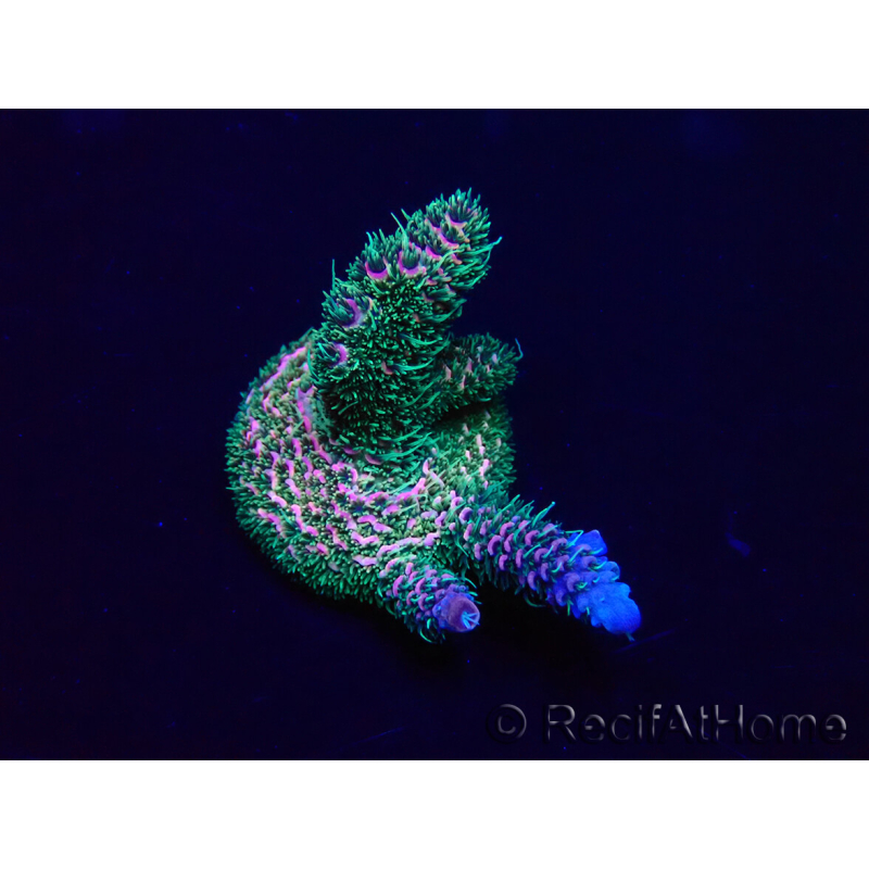 WYSIWYG Acropora millepora 15I9 Mariculture acclimaté led