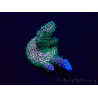 WYSIWYG Acropora millepora 15I9 Mariculture acclimaté led