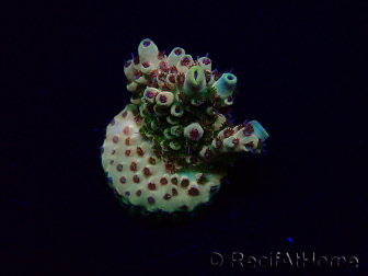WYSIWYG Acropora Marikultur akklimatisiert LED