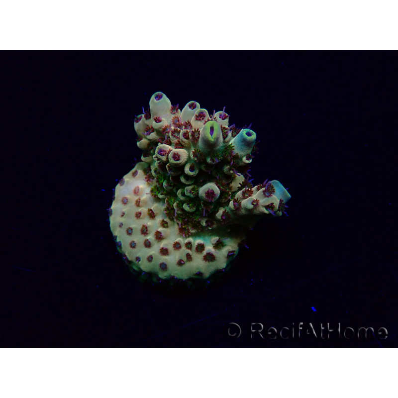 WYSIWYG Acropora Marikultur akklimatisiert LED