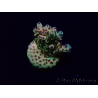 WYSIWYG Acropora Mariculture acclimaté led