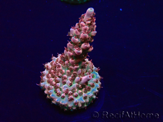 WYSIWYG Acropora Maricultura aclimatado LED