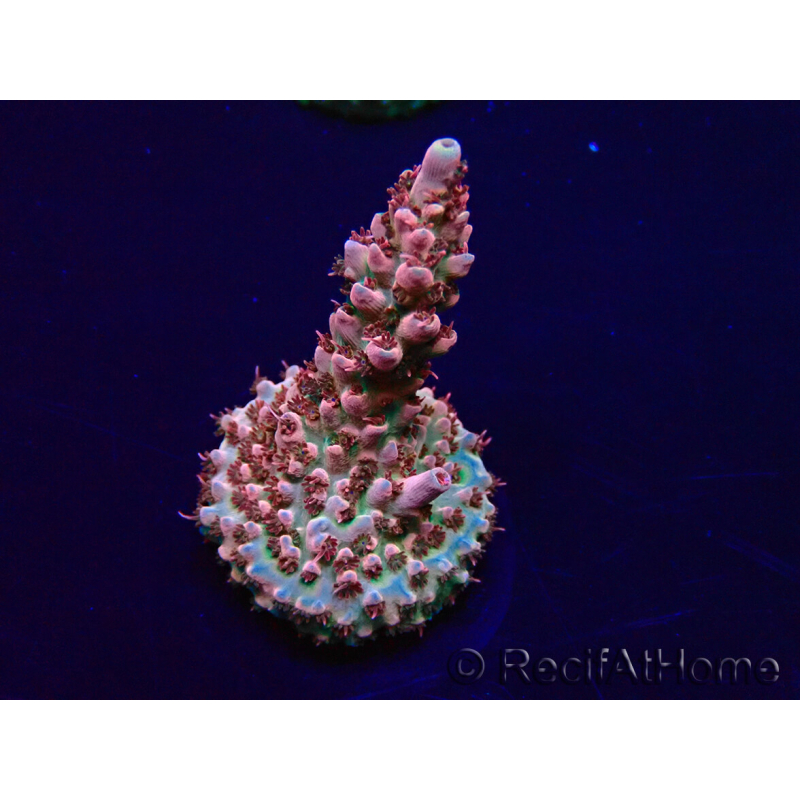 WYSIWYG Acropora Marikultur akklimatisiert LED