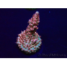 WYSIWYG Acropora Mariculture acclimaté led