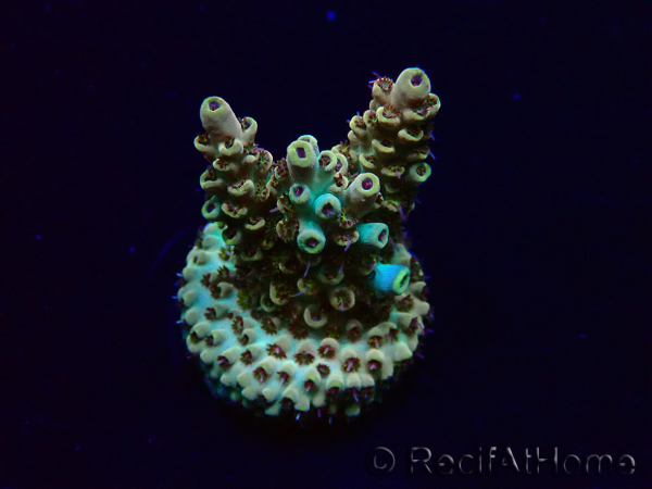 WYSIWYG Acropora Maricoltura acclimatata a LED