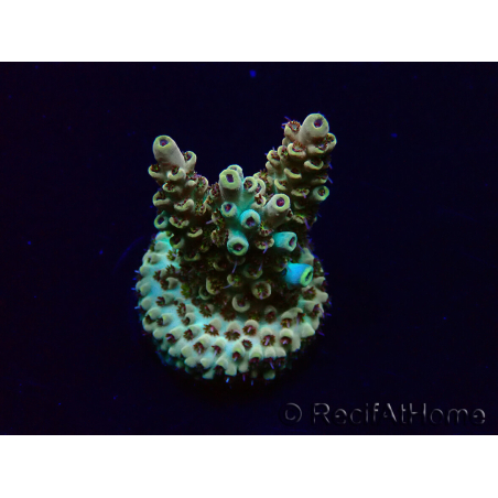 WYSIWYG Acropora Maricultura aclimatada LED