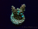 WYSIWYG Acropora 15J12 Mariculture acclimaté led