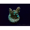 WYSIWYG Acropora Maricultura aclimatada LED