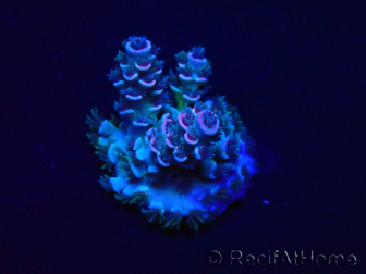 WYSIWYG Acropora Maricultura aclimatada led