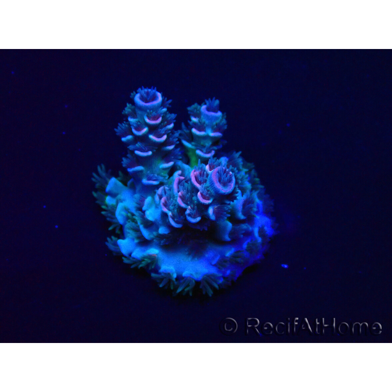 WYSIWYG AcroporaMariculture acclimaté led