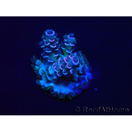 WYSIWYG Acropora Mariculture acclimated LED