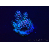 WYSIWYG Acropora Maricoltura acclimatata a LED
