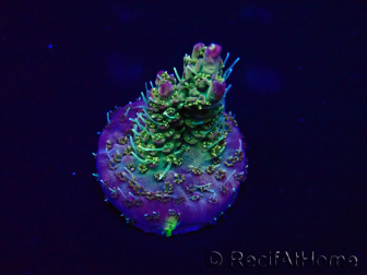 WYSIWYG Acropora 15M5 Mariculture acclimaté led