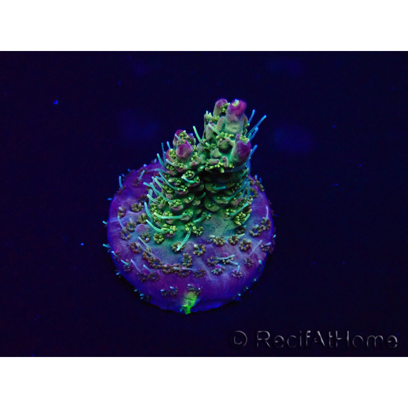 WYSIWYG Acropora Australien akklimatisiert LED