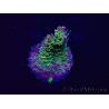 WYSIWYG Acropora Australie acclimaté led
