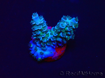 WYSIWYG Acropora Marikultur akklimatisiert LED