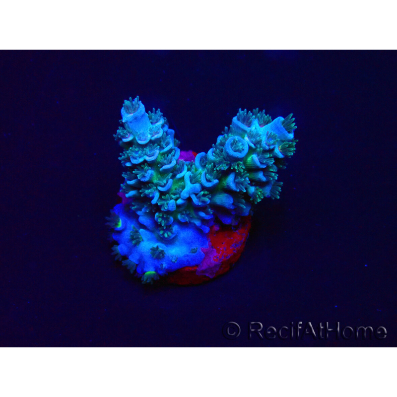WYSIWYG Acropora tenuis 15N3 Mariculture acclimaté led