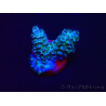 WYSIWYG Acropora Maricultura acclimatata a led
