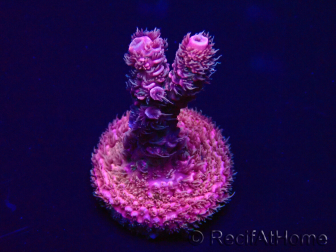 WYSIWYG Acropora akklimatisiert LED