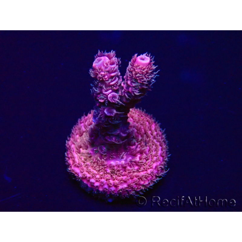 WYSIWYG Acropora akklimatisiert LED