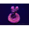 WYSIWYG Acropora akklimatisiert LED