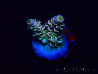 WYSIWYG Acropora tenuis 15N7 Mariculture acclimaté led