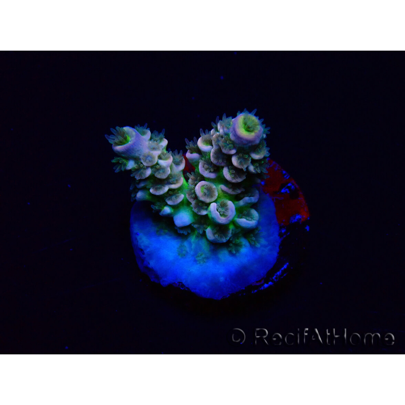 WYSIWYG Acropora tenuis 15N7 Mariculture acclimaté led