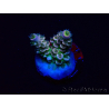 WYSIWYG Acropora tenuis 15N7 Mariculture acclimaté led