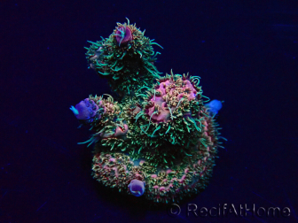 WYSIWYG Acropora millepora Maricultura Aclimatado LED