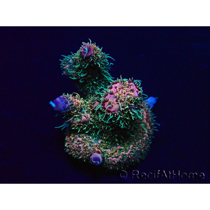 WYSIWYG Acropora millepora Maricultura Aclimatado LED