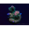 WYSIWYG Acropora millepora Maricultura Aclimatado LED