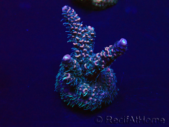 WYSIWYG Acropora 15O4 Mariculture Acclimaté led