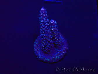 WYSIWYG Acropora Maricultura aclimatada LED