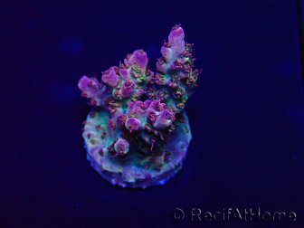WYSIWYG AcroporaMariculture acclimaté led