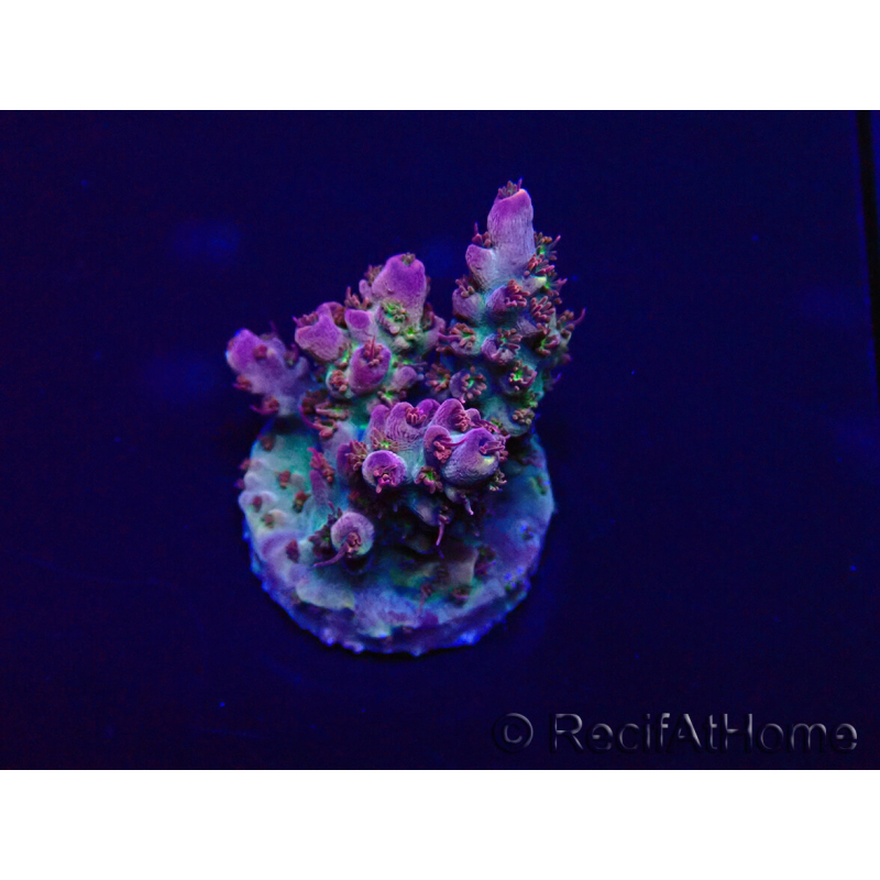 WYSIWYG Acropora 15P4 Mariculture acclimaté led
