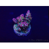 WYSIWYG Acropora 15P4 Mariculture acclimaté led