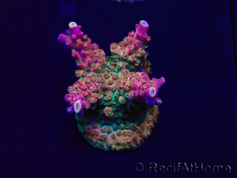 WYSIWYG Acropora Maricultura aclimatada LED
