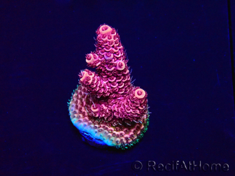 WYSIWYG Acropora 15R2 Mariculture acclimaté led