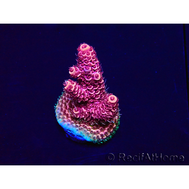 WYSIWYG Acropora 15R2 Mariculture acclimaté led